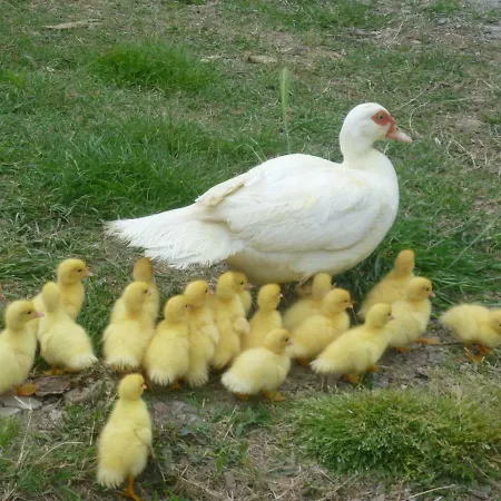 Il Granaio Grande Paciano