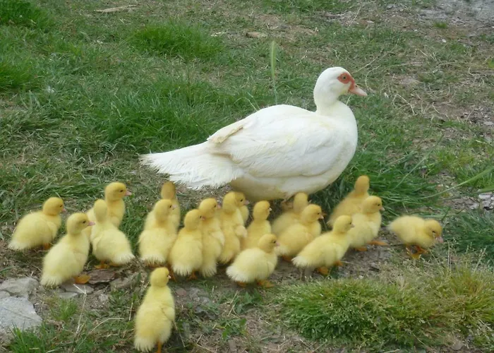 Il Granaio Grande Paciano